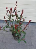 Photinia Carre Rouge, Tuin en Terras, Ophalen, Halfschaduw