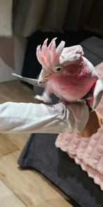 Handtamme roze kaketoe, Dieren en Toebehoren, Vrouwelijk, Papegaai, Pratend