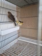 Kanaries mannen beschikbaar, Mannelijk, Kleurkanarie