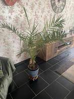 Palmboom, Enlèvement