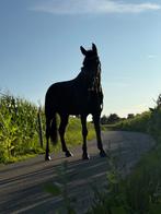 Zwarte New Forest pony, Dieren en Toebehoren, Merrie, Minder dan 160 cm, Met stamboom, Niet van toepassing