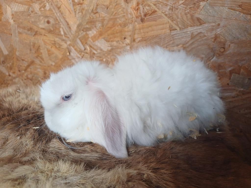 Nhd/minilop, Femelle, Nain, Oreilles tombantes, 0 à 2 ans