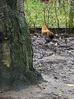 Bolstaarthaantjes, Dieren en Toebehoren, Pluimvee