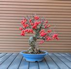 Bonsai malus sp., Tuin en Terras, Ophalen