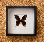 papilio diephobus in kader, Collections, Collections Animaux, Enlèvement ou Envoi, Neuf, Autres, Autres types
