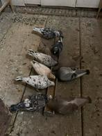 Pigeons voyageurs de couleur, Plusieurs animaux, Pigeon voyageur