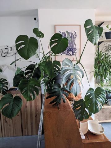 Monstera planten beschikbaar voor biedingen