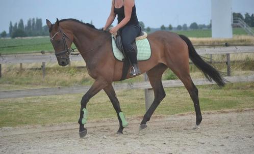 Fijn en lief te rijden ruin, Dieren en Toebehoren, Paarden, Ruin