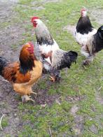 hanen, Animaux & Accessoires, Volatiles, Mâle, Poule ou poulet