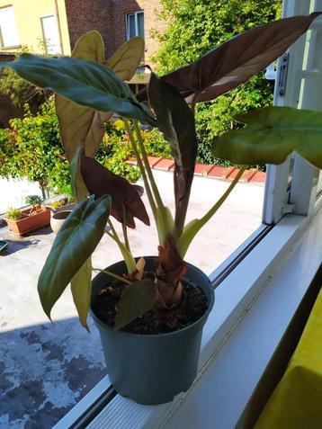 Alocasia 'Elephant Ear' - Tropische kamerplant beschikbaar voor biedingen