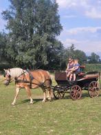Stamboek merrie met veulen, Dieren en Toebehoren, Paarden, Merrie, Minder dan 160 cm, Gechipt, Zadelmak