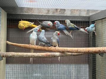 Halsbandparkieten 2025 beschikbaar voor biedingen