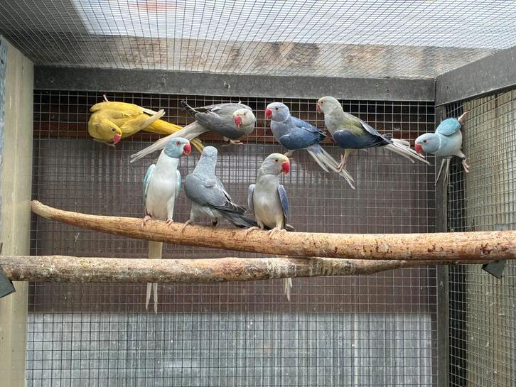 Halsbandparkieten 2025, Dieren en Toebehoren, Vogels | Parkieten en Papegaaien, Parkiet, Meerdere dieren, Geringd