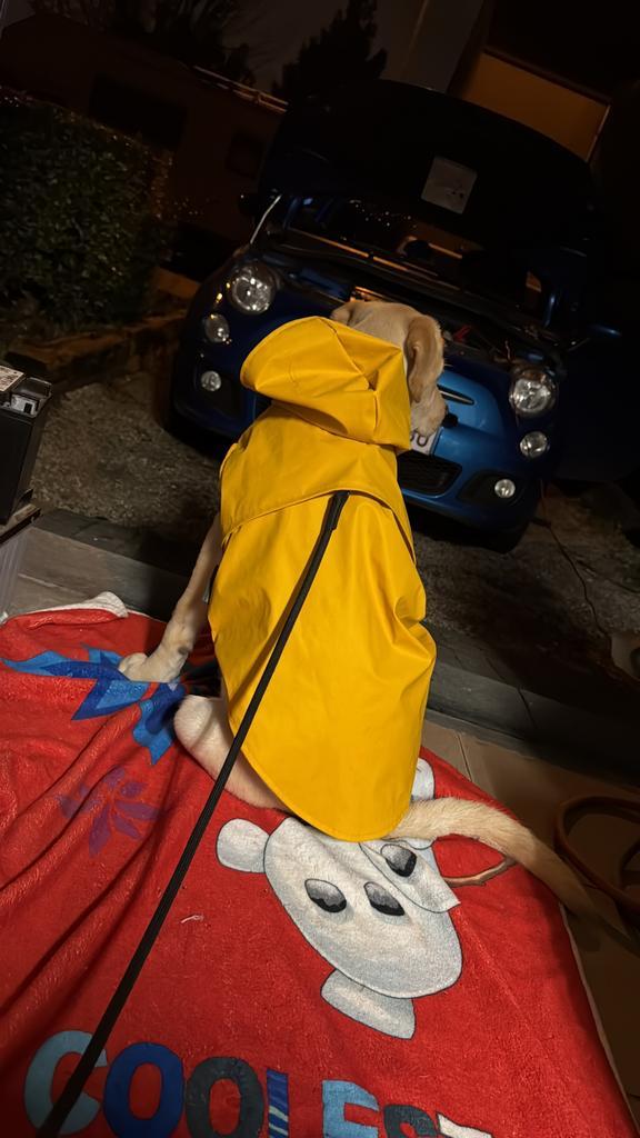 51 degrés Taille 56, Animaux & Accessoires, Vêtements pour chiens, Comme neuf, Enlèvement