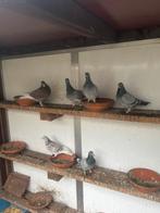 Groep postduiven, Dieren en Toebehoren, Vogels | Duiven, Meerdere dieren, Postduif
