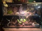 Terrarium + 3 anolissen, 2 langstaarten en 2 x chikchak, Dieren en Toebehoren, Ophalen, Gebruikt, Terrarium of Paludarium