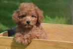 Poedel pups prachtige keuze direct beschikbaar, Dieren en Toebehoren, Honden | Chihuahua's en Gezelschapshonden, Poedel, België