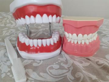 Mâchoires Frasaco + brosse à dents : apprendre aux enfants à