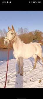 zeer lieve merrie, Dieren en Toebehoren, Minder dan 160 cm, Zadelmak, 11 jaar of ouder, Recreatiepaard