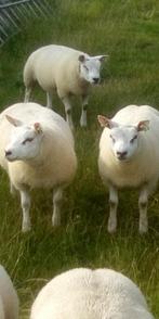 ooi- en ramlammeren, Dieren en Toebehoren, Schaap, 0 tot 2 jaar