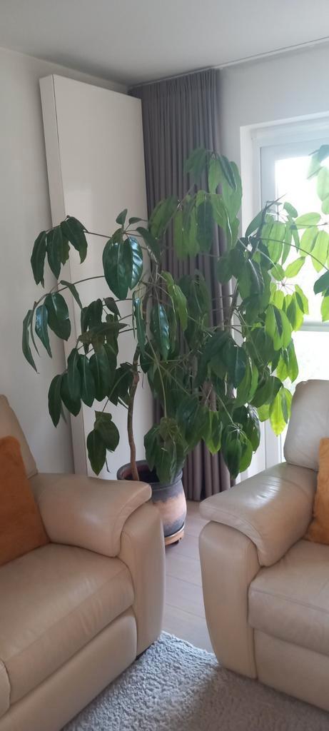 Mooie grote kamer plant, Vingersboom, Huis en Inrichting, Kamerplanten, Ophalen