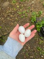Assendelfter kriel broedeieren (Raszuiver!) 🐣, Dieren en Toebehoren, Pluimvee