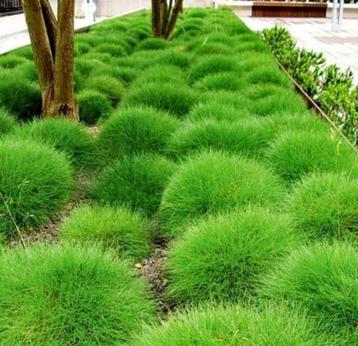 Festuca gautieri  beschikbaar voor biedingen