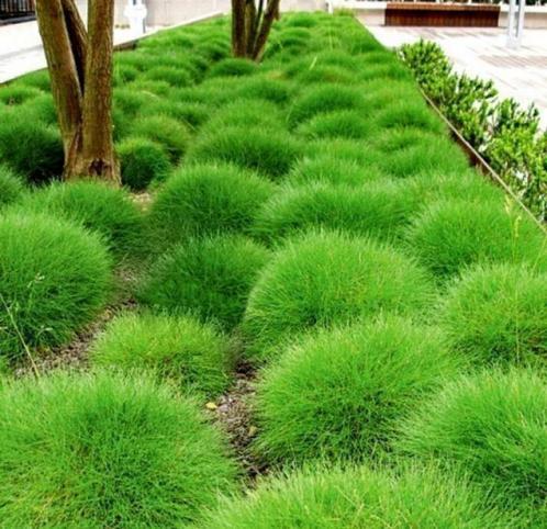 Festuca gautieri, Tuin en Terras, Planten | Tuinplanten, Vaste plant, Bodembedekkers, Ophalen
