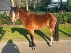 Prachtige B-pony hengst te koop, Dieren en Toebehoren, Hengst