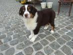 Australische herder puppy reutje, CDV (hondenziekte), 8 tot 15 weken, Herder, België