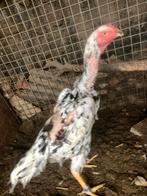 Shamo hen, Kip