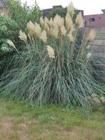 Pampas pluimen, Ophalen, Nieuw