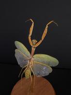Prachtige bidsprinkhaan Hierodula Venosa, ook wel UFO Mantis, Nieuw, Opgezet dier, Ophalen of Verzenden, Insect