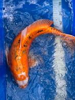 Grote koi 60 cm, Dieren en Toebehoren, Vissen | Vijvervissen, Karper of Koi