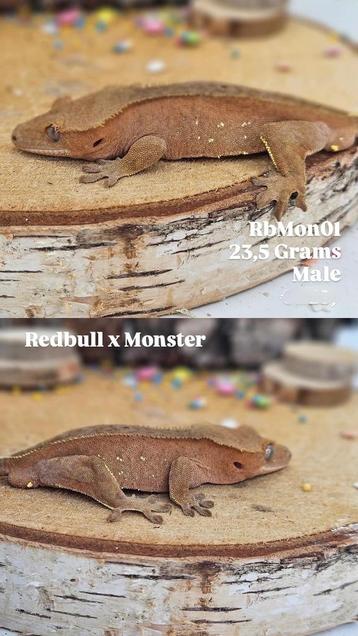 1.0 Red Phantom portholes wimpergekko crested gecko man  beschikbaar voor biedingen