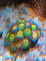 Zoantus, Dieren en Toebehoren, Vissen | Aquaria en Toebehoren, Ophalen