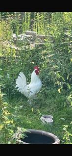 Hanen te geef, Dieren en Toebehoren, Pluimvee