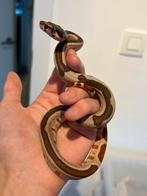 0.1 Hypo Boa Constrictor Imperator, Dieren en Toebehoren, Slang, Tam, 0 tot 2 jaar
