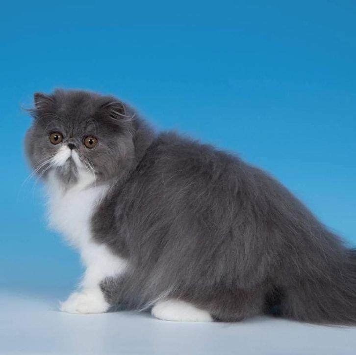 Lilly Blue zoekt een gouden mandje, Dieren en Toebehoren, Katten en Kittens | Raskatten | Langhaar, Poes, 0 tot 2 jaar, Met stamboom