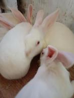Konijnen, Dieren en Toebehoren, Konijnen