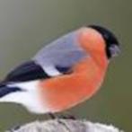 goud vink, Wildzangvogel, Geringd