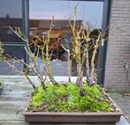 Bonsai bos van Japanse esdoorns (acer palmatum), Tuin en Terras, Ophalen