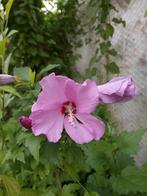 Verschillende tuinplanten, Tuin en Terras, Volle zon, Vaste plant, Siergrassen, Ophalen of Verzenden