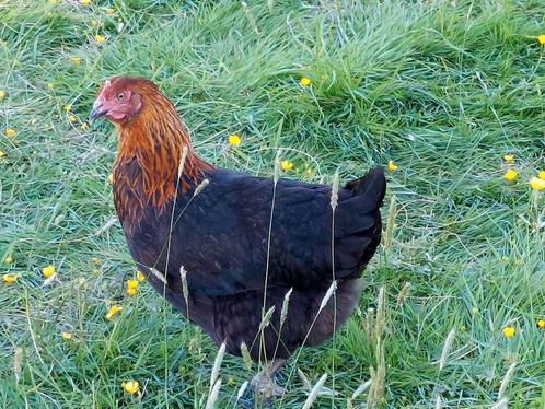 Zwarte legkippen - ACTIE: 10 + 1 gratis, Dieren en Toebehoren, Pluimvee