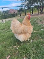 Orpington buff hennen, Dieren en Toebehoren, Vrouwelijk, Kip