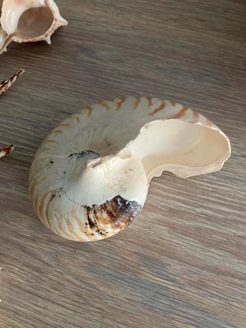 Prachtig  Nautilus pompilius schelp beschikbaar voor biedingen
