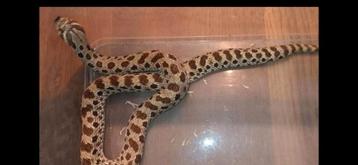 Volwassen haakneus slang #reptielen#slangen beschikbaar voor biedingen