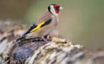 distelvink man, Dieren en Toebehoren, Vogels | Overige Vogels, Mannelijk, Wildzangvogel