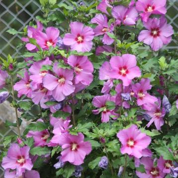 Hibiscus planten (roze bloemen)  beschikbaar voor biedingen