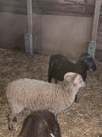 Schapen bokjes, Animaux & Accessoires, Moutons, Chèvres & Cochons, Mâle, Mouton, 0 à 2 ans